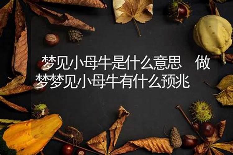 梦见小黄母牛