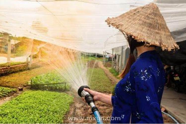 梦见自己在给菜浇水施肥什么