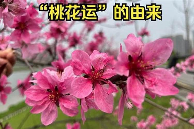 桃花运的