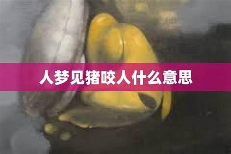 女人梦见猪咬人是什么意思