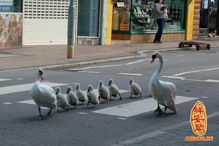 梦见跟老板走路