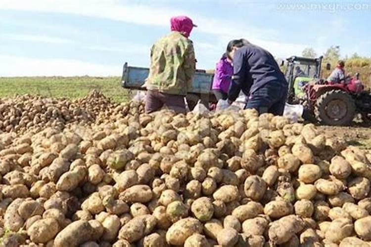 梦见地上一堆土豆啥意思呀