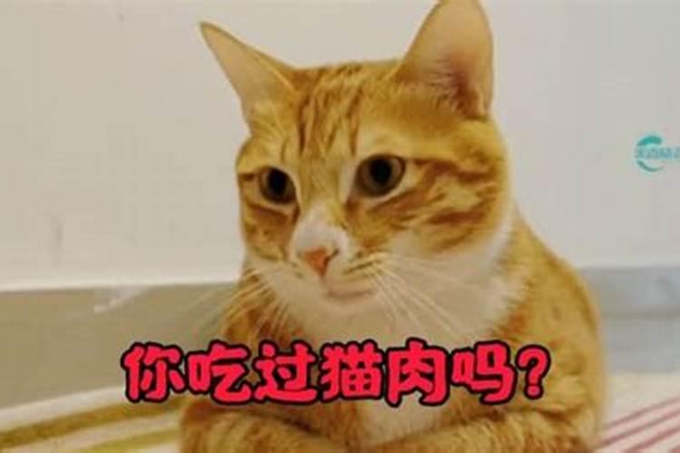 梦见猫吃猫肉