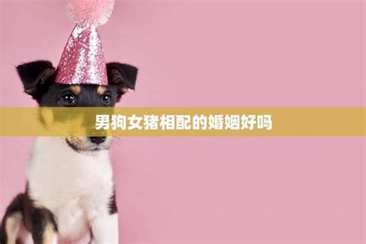 猪狗配对婚姻