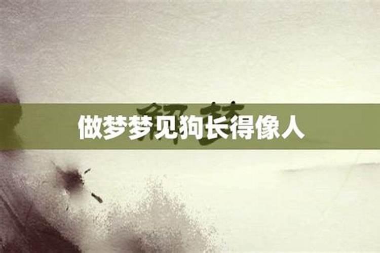 梦见像马一样的狗什么意思