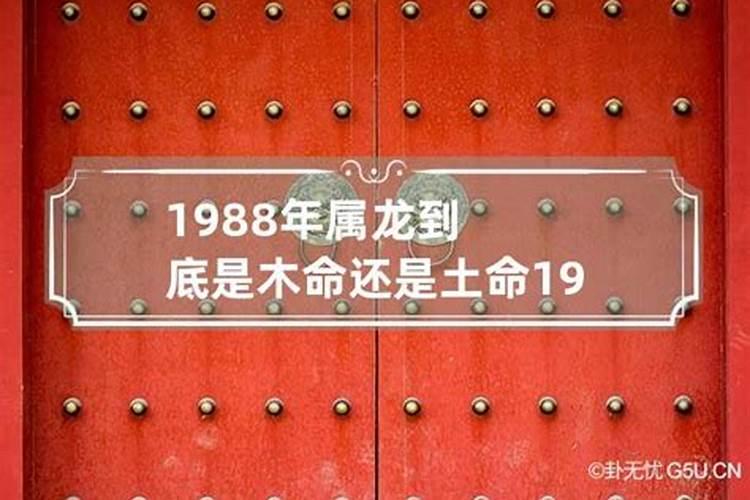 1988年龙五行属土还是金