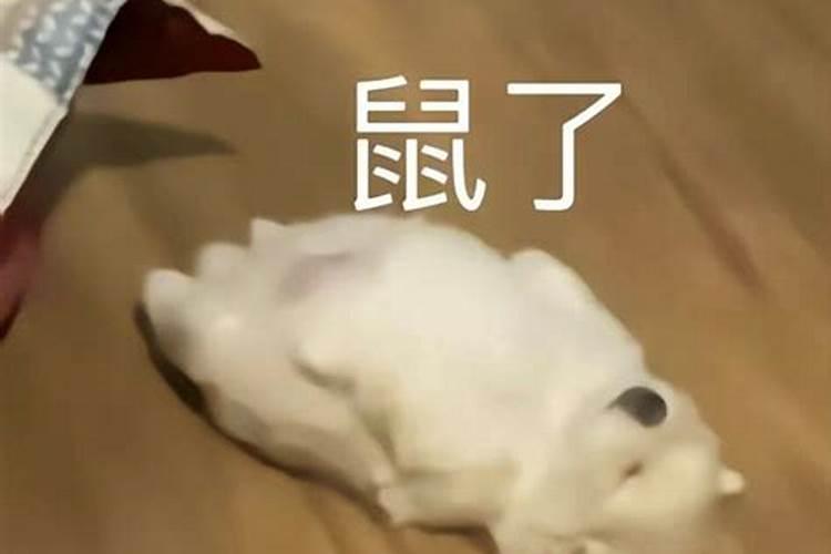 梦见猫捉了一只大白鼠什么意思