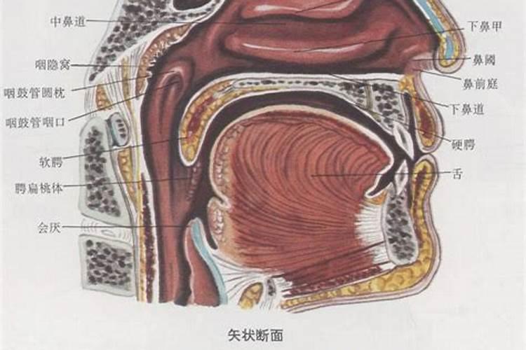 善荫朝纲格2024年运势