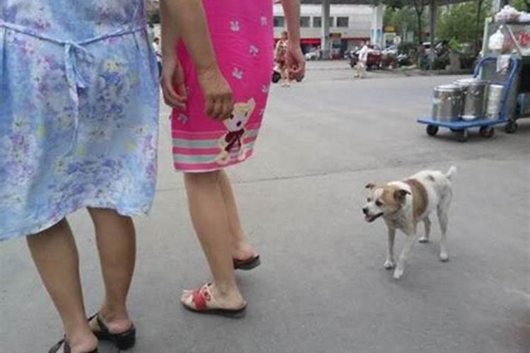 单身女人梦见狗咬自己的手指头