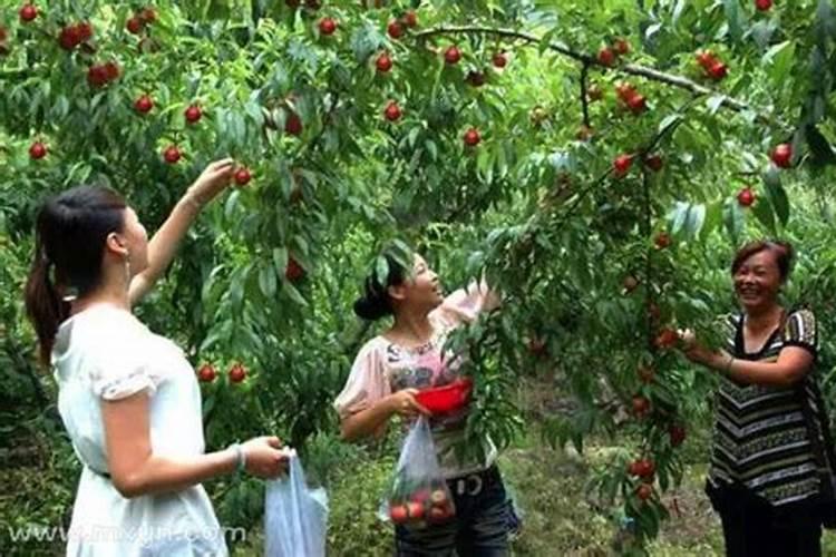 梦见死去的外婆和妈妈一起摘路边果子吃