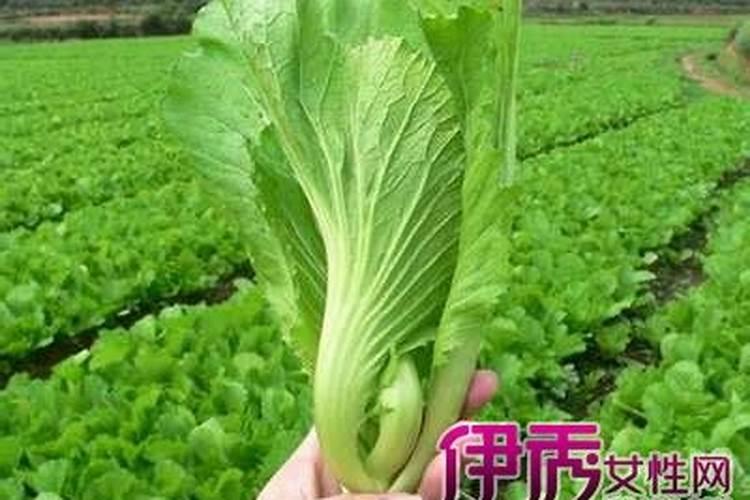 梦见牛吃青菜什么意思啊