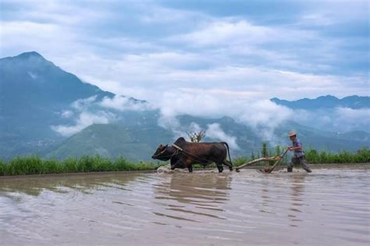 梦见别人用水牛犁地什么意思