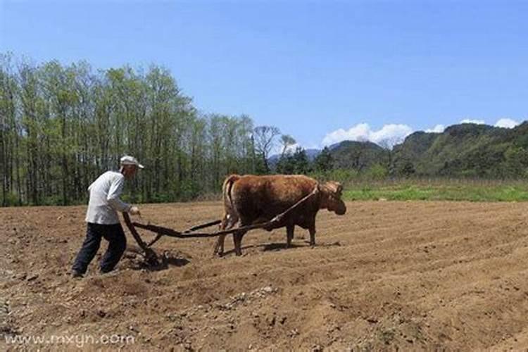 梦见别人用水牛犁地什么意思