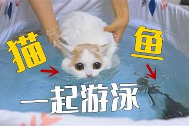 梦到猫和鱼一起养在水里