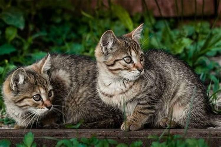 孕妇梦见猫咪预示生男孩女孩