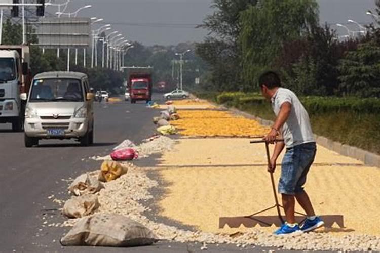 梦见打场晒粮食什么意思