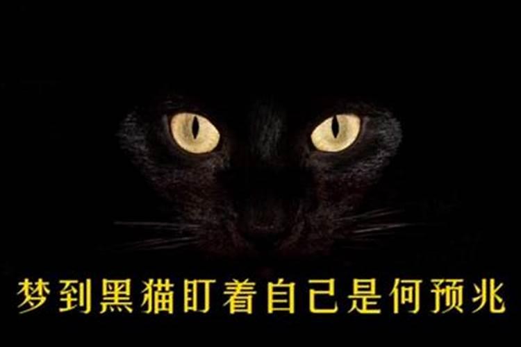 做梦梦到黑猫跟着自己