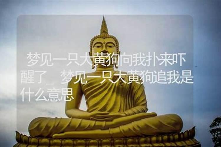 梦见一只狗向我扑来