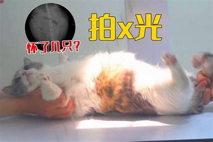 做梦梦见怀孕怀了只猫