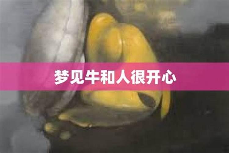 梦见牛和我很好