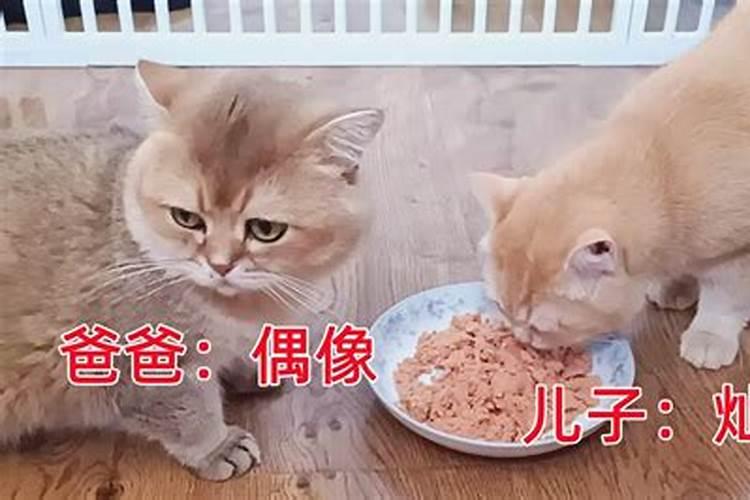 梦见猫夺食