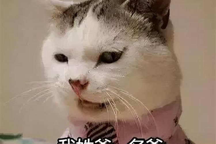 冬至出生猫咪名字