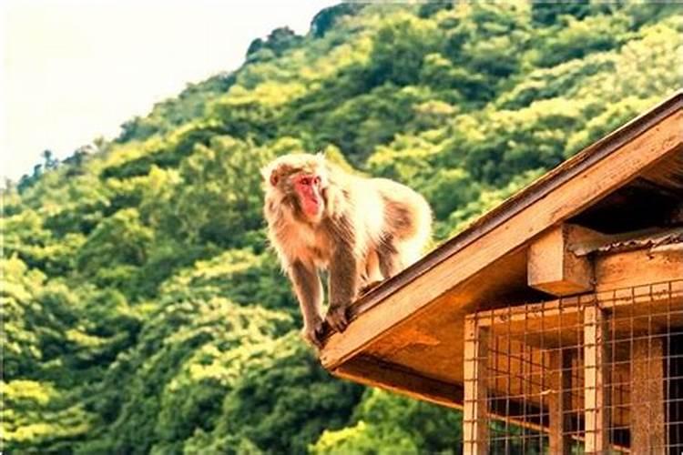 梦见满山遍野的马