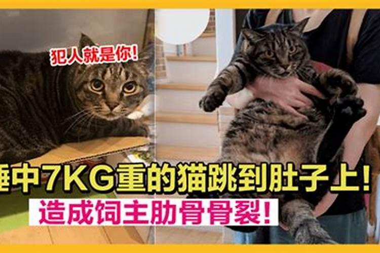 梦到猫跳到我身上肚子上来