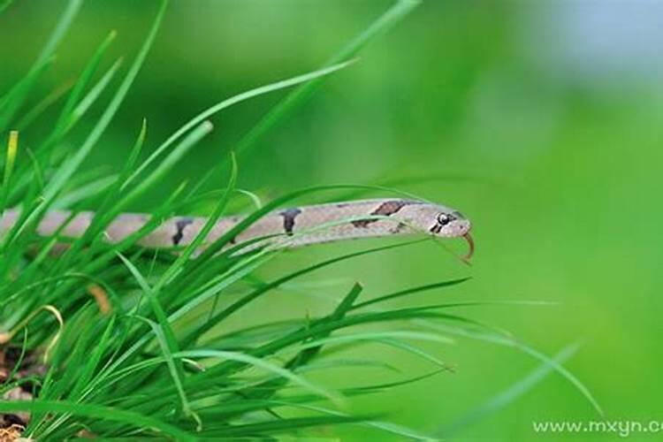 白天梦见打死蛇是什么意思