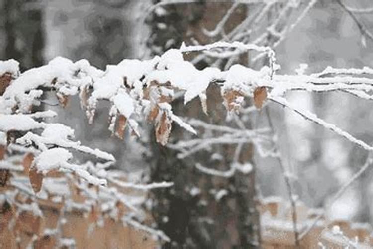 梦见下雪雪花飘在自己手上好不好