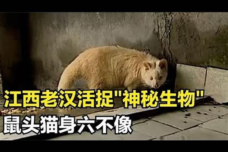 梦见猫头鼠尾