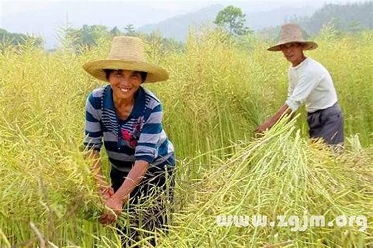 梦见死去的外婆又活了用手机发消息给我