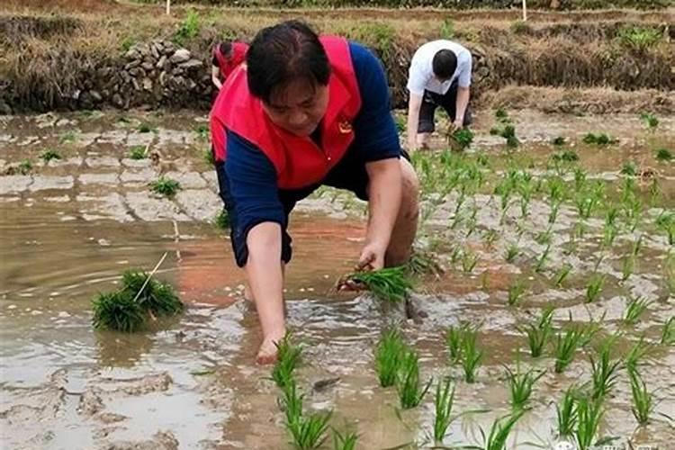 梦见很多人在田里拔草好不好