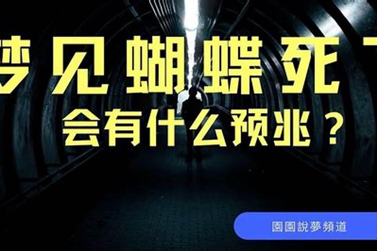 梦见一只蝴蝶死了好不好呢周公解梦是啥意思