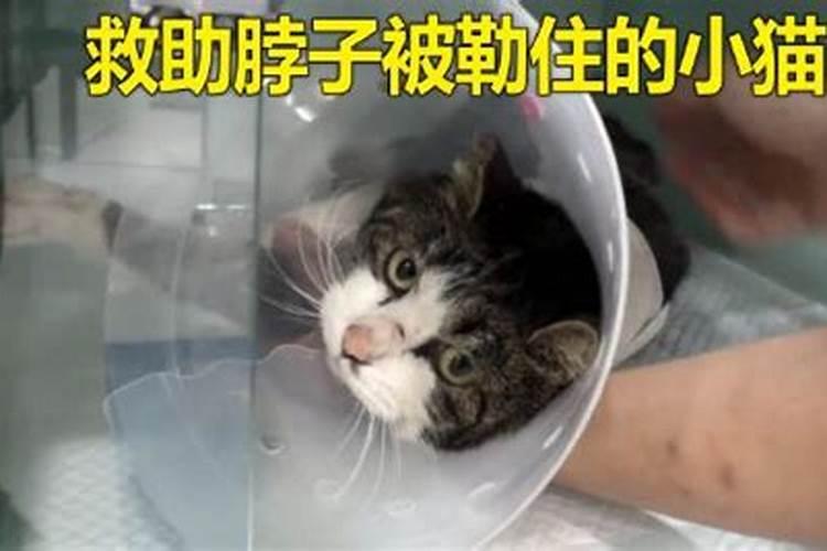 女人梦到一只小猫被绳子被勒住脖子了啥意思啊