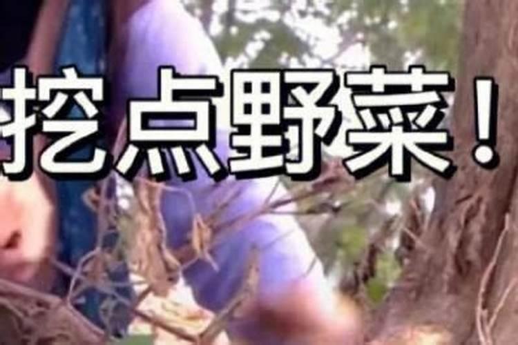 梦到地里好多野菜我在拔野菜什么意思