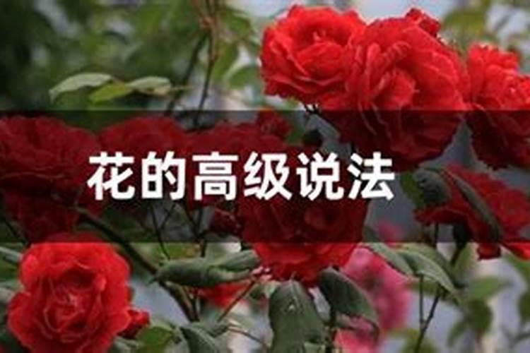 桃花运有几种叫法和名字