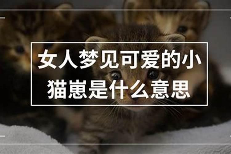 梦见超级可爱的猫