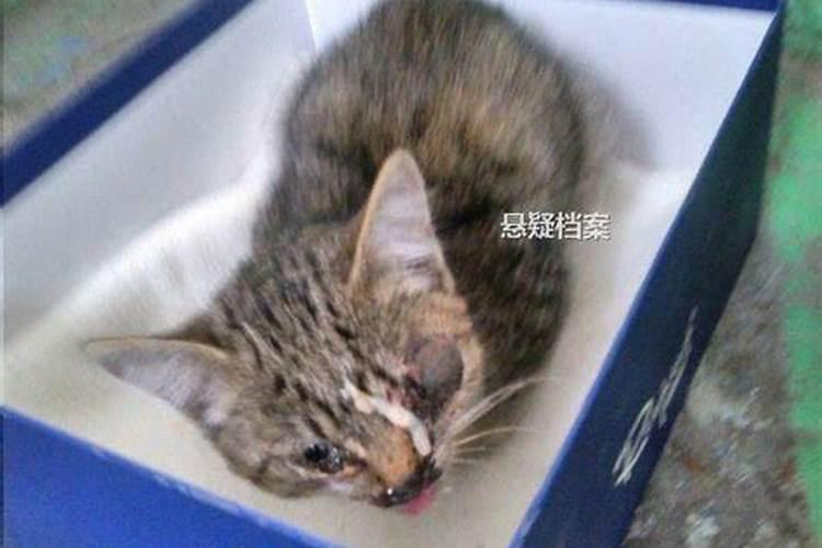 梦见快死的老猫是什么意思周公解梦