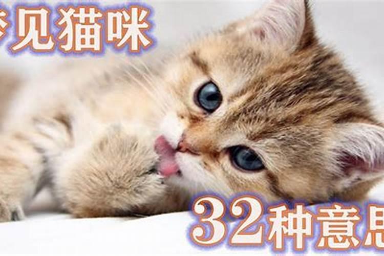 梦里梦见可爱的猫