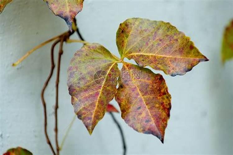 女人梦见花盆里的植物腐烂死了