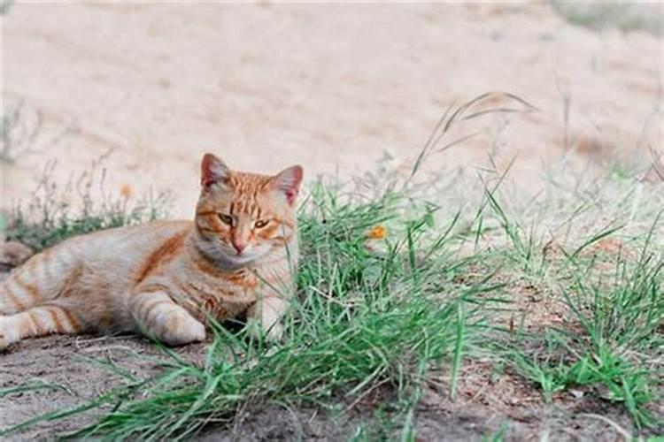 梦见好可爱的猫