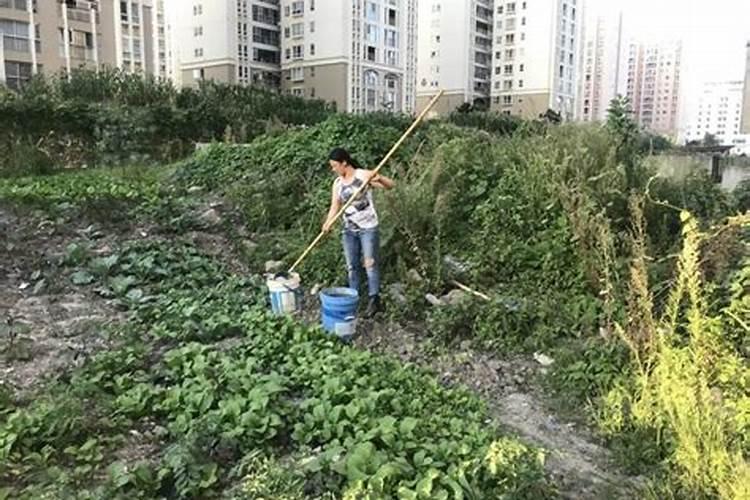 已婚女人梦见水浇菜地水好大