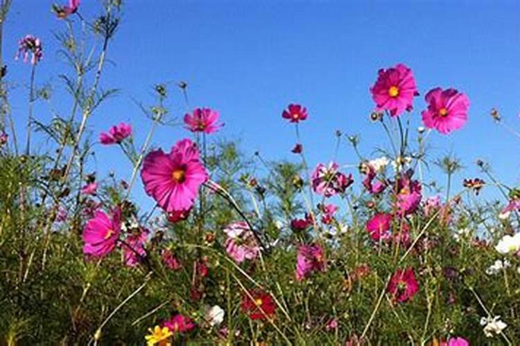 梦见花盆里的花枯萎是什么意思