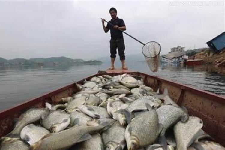 梦见水里死了好多大鱼