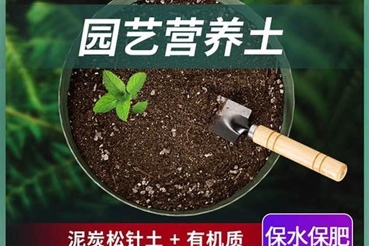 梦见挖泥土种花