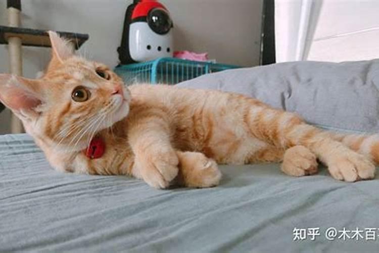 梦到收养了猫狗