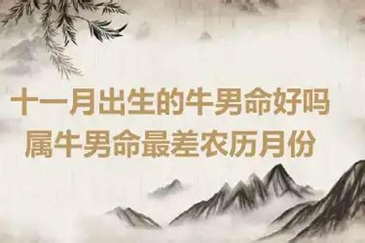 属牛十一月份出生的命运好吗