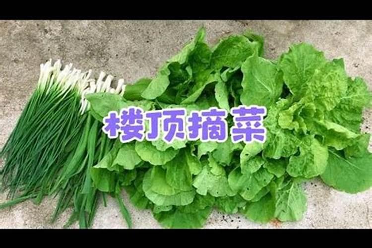 梦见绿油油的菜长得很好什么意思