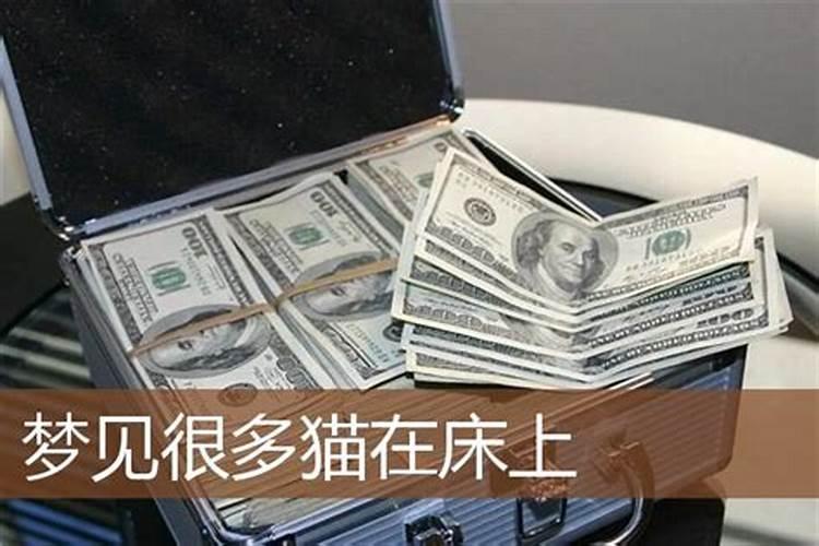 梦见好多猫在我床上是什么意思周公解梦